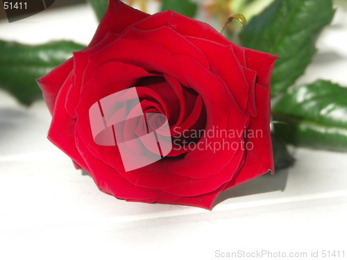 Image of Red rose