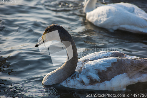 Image of Whooper swans swimming in the lake