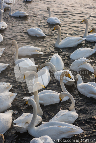 Image of Whooper swans swimming in the lake