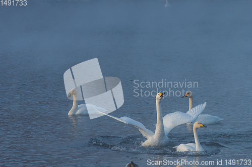 Image of Whooper swans swimming in the lake