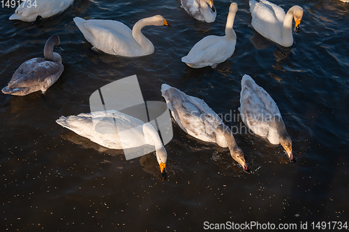 Image of Whooper swans swimming in the lake