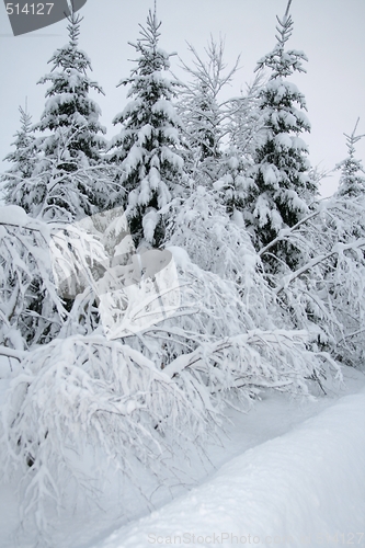 Image of Winter landscape