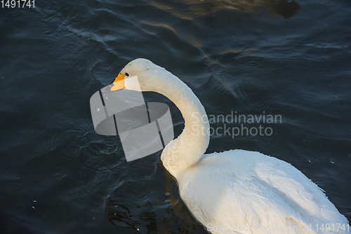 Image of Whooper swans swimming in the lake