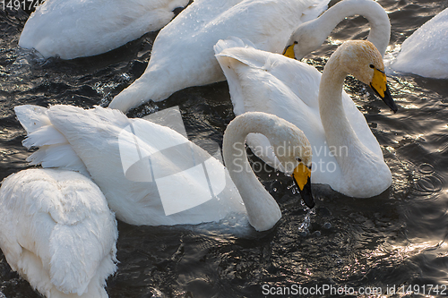 Image of Whooper swans swimming in the lake