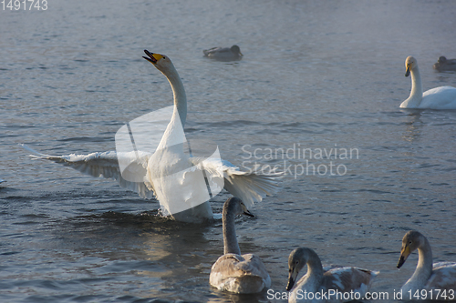 Image of Whooper swans swimming in the lake