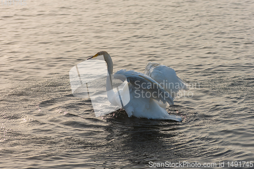 Image of Whooper swans swimming in the lake