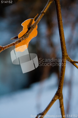 Image of Autumn leaf in winter