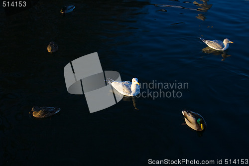 Image of Seagulls