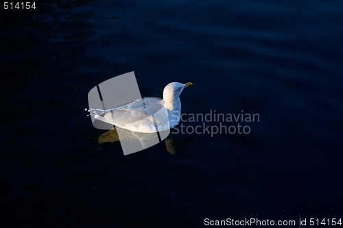 Image of Seagull