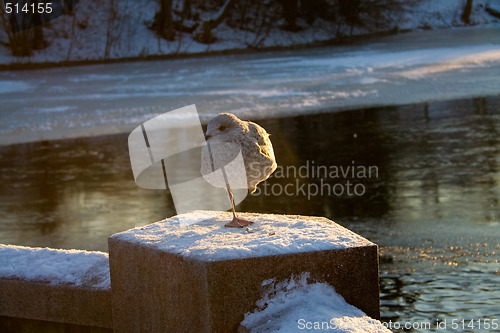 Image of Seagull