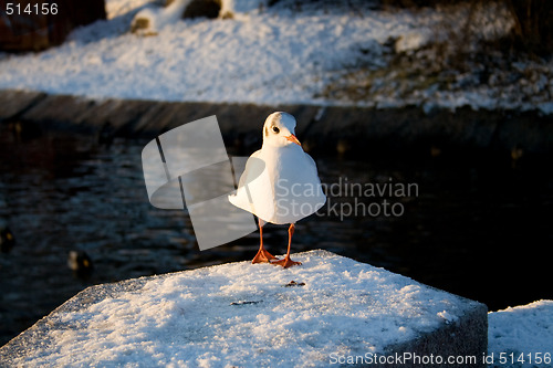 Image of Seagull