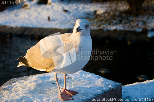 Image of Seagull