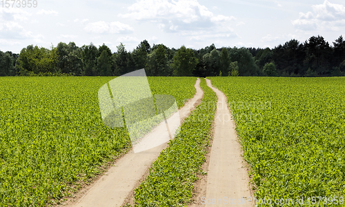 Image of a road paved on the sand