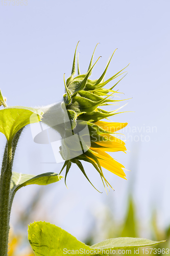 Image of sunflowers, territory of Eastern Europe