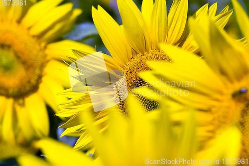 Image of group flower in Europe