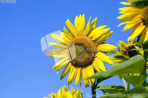 Image of flower of a beautiful yellow annual sunflower