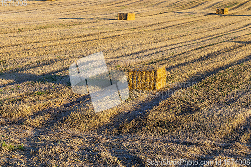 Image of the sharp stalks of the stubble