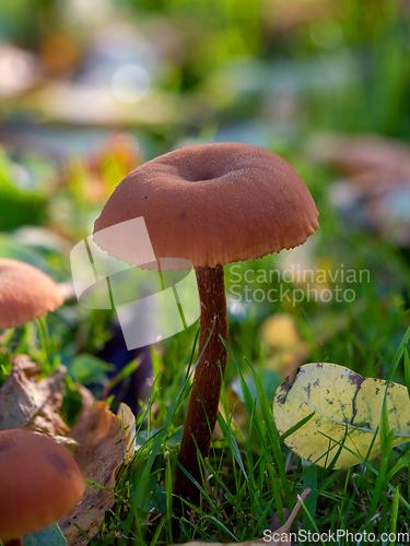 Image of Common Deceiver Mushroom