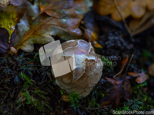 Image of Octopus Stinkhorn Egg in English Woodland