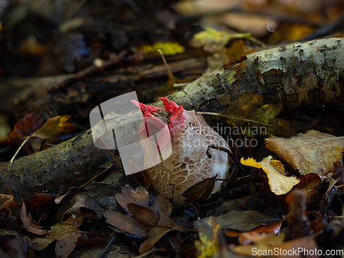 Image of Octopus Stinkhorn Egg with Tentacles Emerging