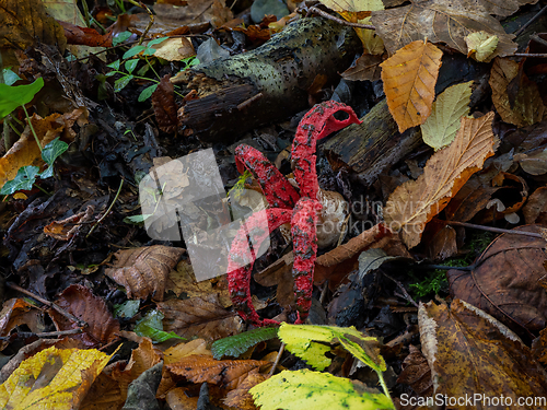 Image of Octopus Stinkhorn in English Woodland