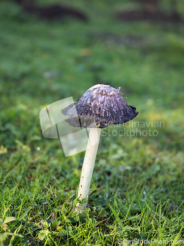 Image of Shaggy Inkcap Toadstool