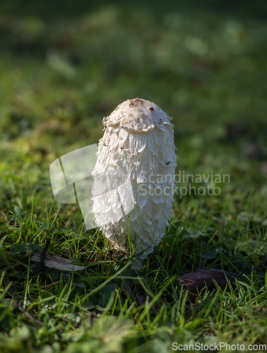Image of Shaggy Inkcap Fungus
