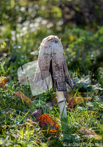 Image of Shaggy Inkcap Fungus Opening