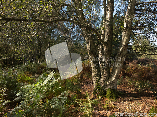 Image of Silver Birch Tree in Autumn