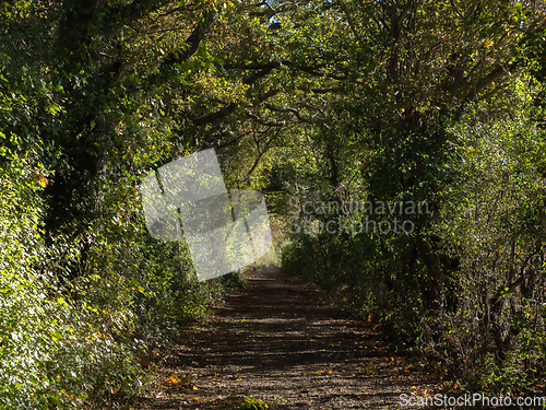 Image of Tree Tunnel Countryside Track