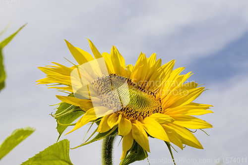 Image of flower of a beautiful yellow annual sunflower