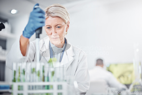 Image of Scientist woman, laboratory and test tube with plants, research and analysis of leaves for ecology. Senior science expert, glass and health study of plant for pharma, medicine or sustainable medicine