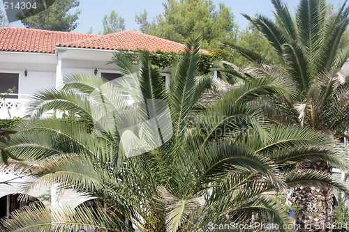 Image of palm trees