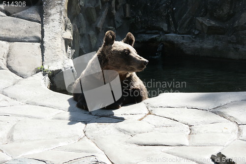 Image of Bear