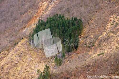 Image of green fir trees between yellow autumn-colored soil all around