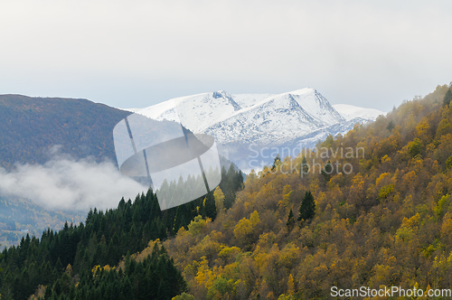 Image of autumn colored trees and snow-covered mountain peaks