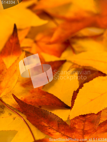 Image of Autumn background