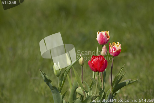 Image of tulip