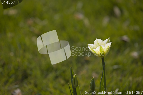 Image of tulip