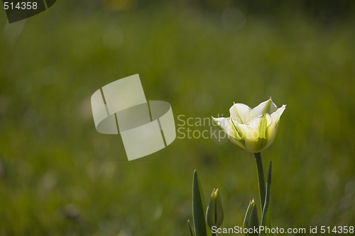 Image of tulip