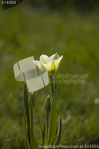 Image of tulip