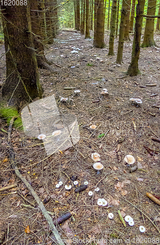 Image of mushrooms at autumn time