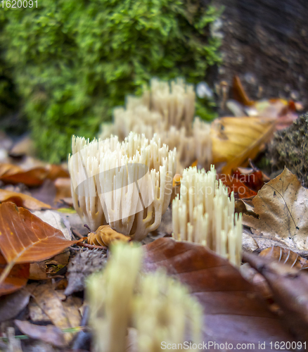 Image of coral fungi closeup