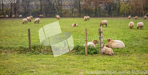 Image of flock of sheep