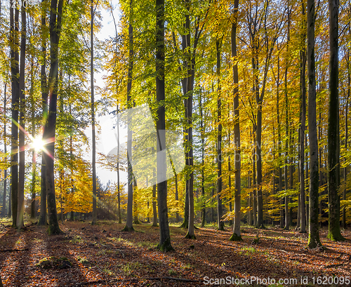 Image of idyllic forest scenery at autumn time