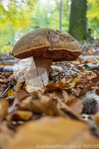 Image of scarletina bolete closeup