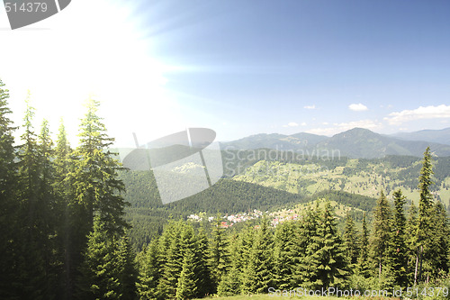 Image of Forest landscape