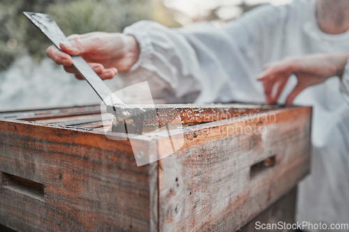 Image of Hands, honey extraction and bee hive for organic food processing or sample in the outdoors. Closeup of beekeeper working in agriculture production for natural healthy foods with bee box extract