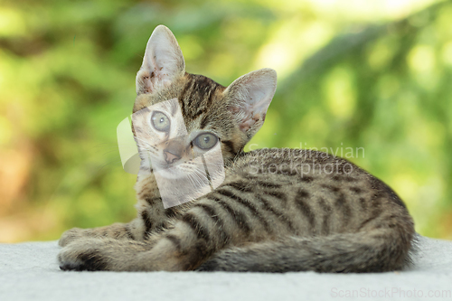 Image of cute little kitten looking at camera