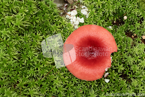 Image of fly agaric growing on green moss